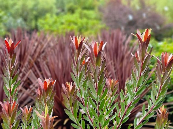 Leucadendron Safari Sunset
