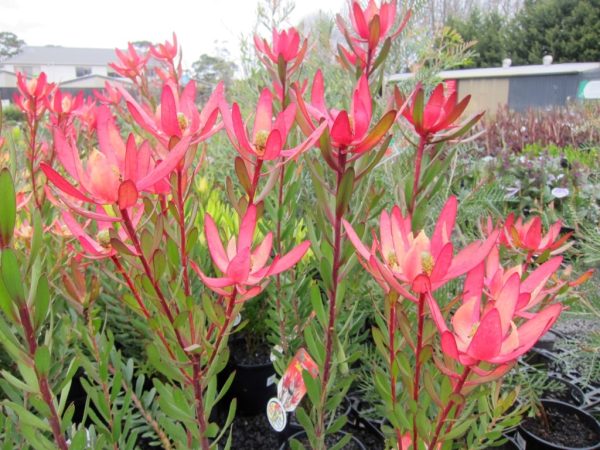 Leucadendron Safari Sunset