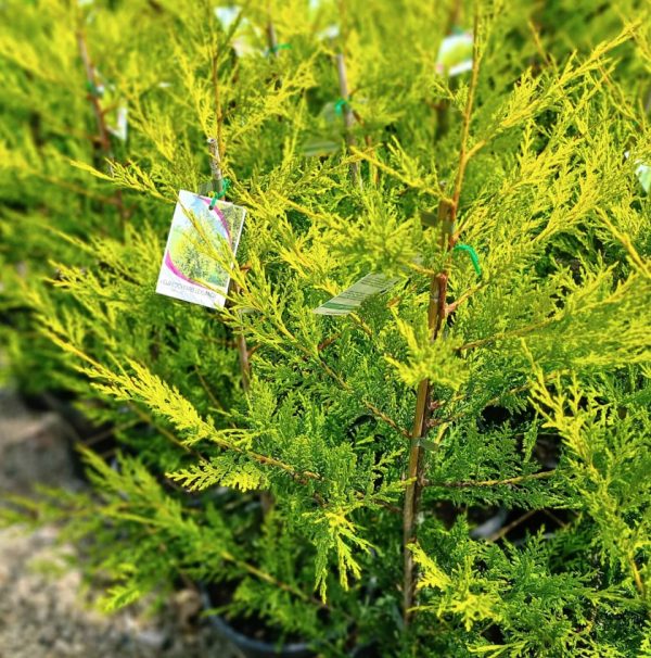 Cypress Castlewellan Gold
