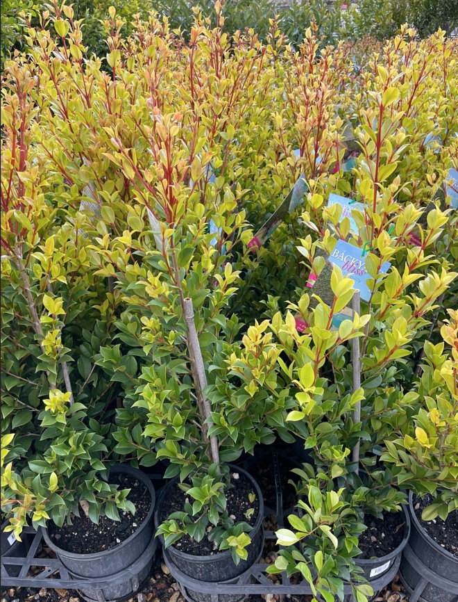 Lilly Pilly Backyard Bliss Plants for Spaces