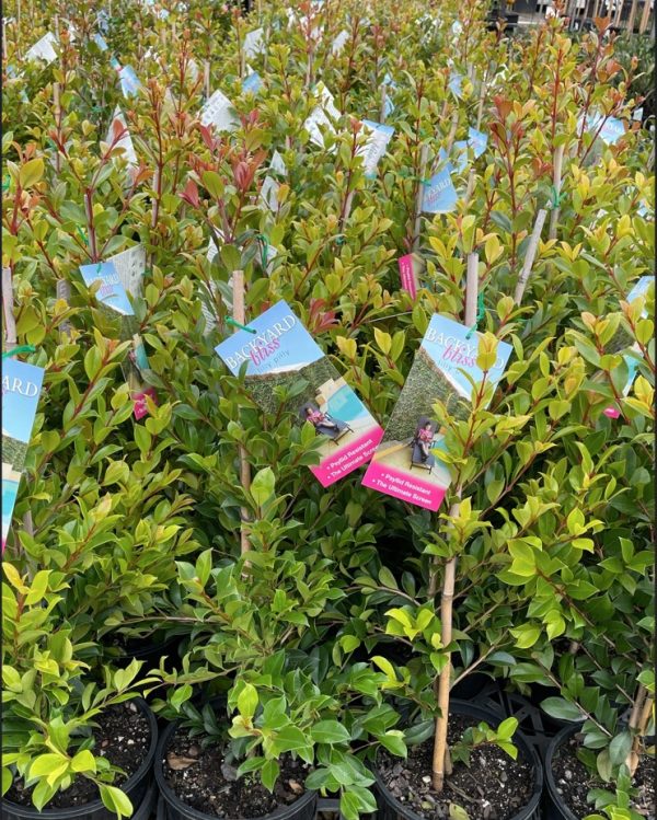 Lilly Pilly Backyard Bliss Plants for Spaces