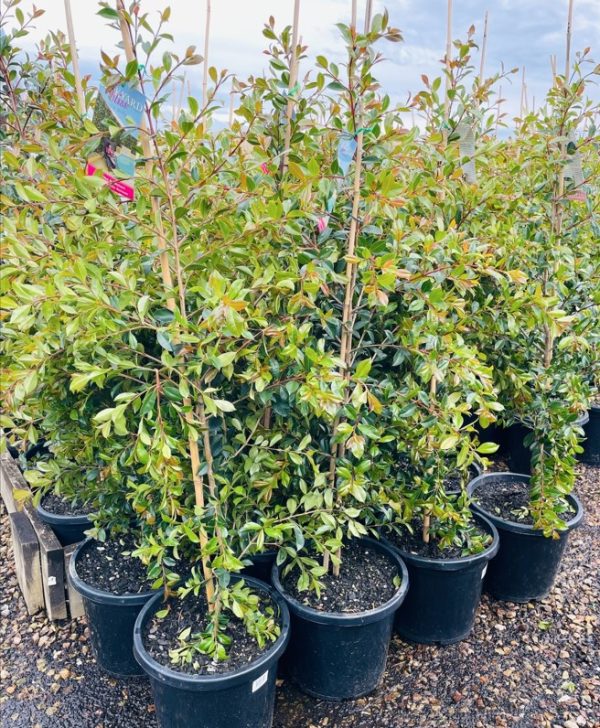 Lilly Pilly Upright and Tight Plants for Spaces