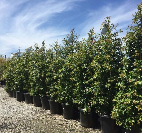 Native Trees for Sale Melbourne Plants for Spaces