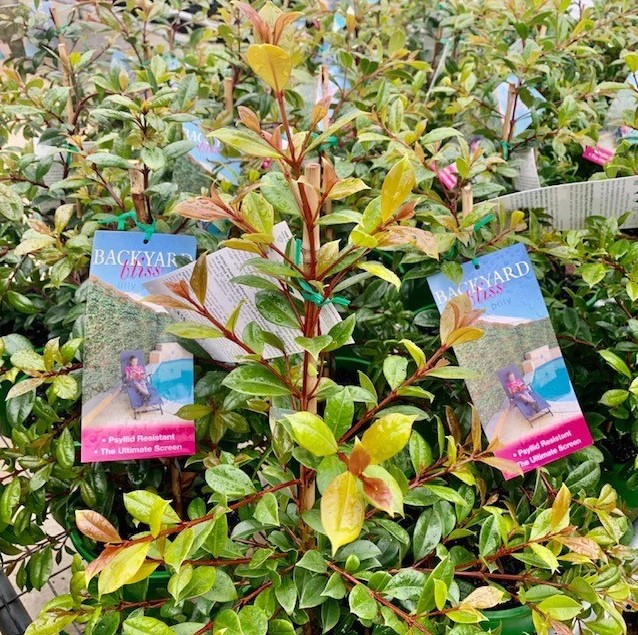 Lilly Pilly Backyard Bliss Plants for Spaces
