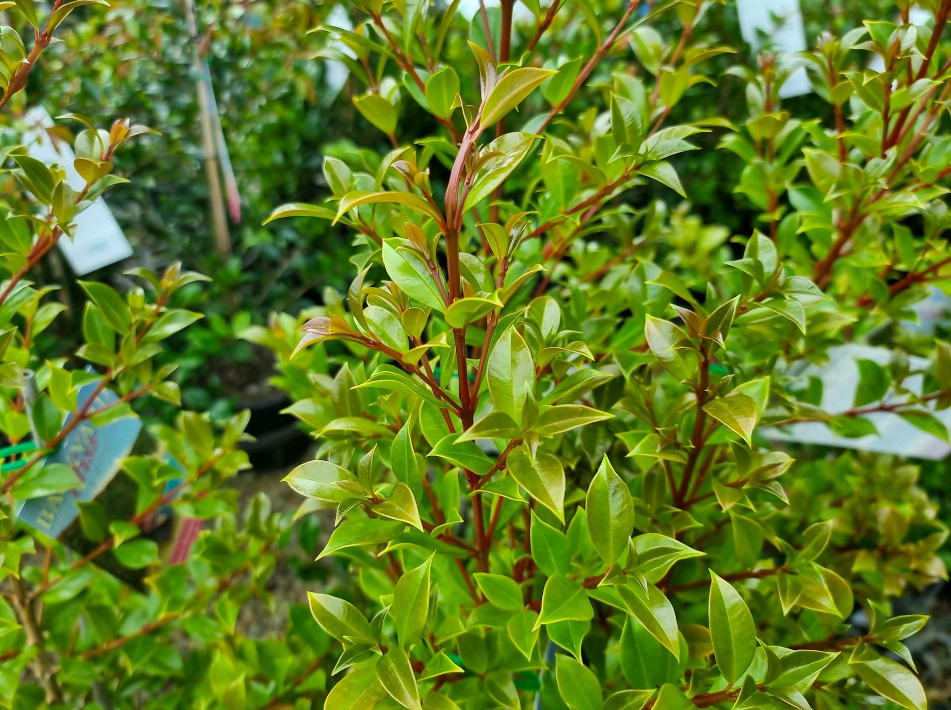 Lilly Pilly Backyard Bliss Plants for Spaces