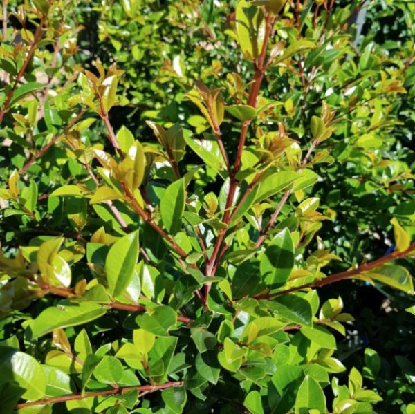 Syzygium australe Lily Pily Resilience