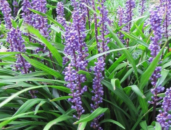 Liriope Big Blue