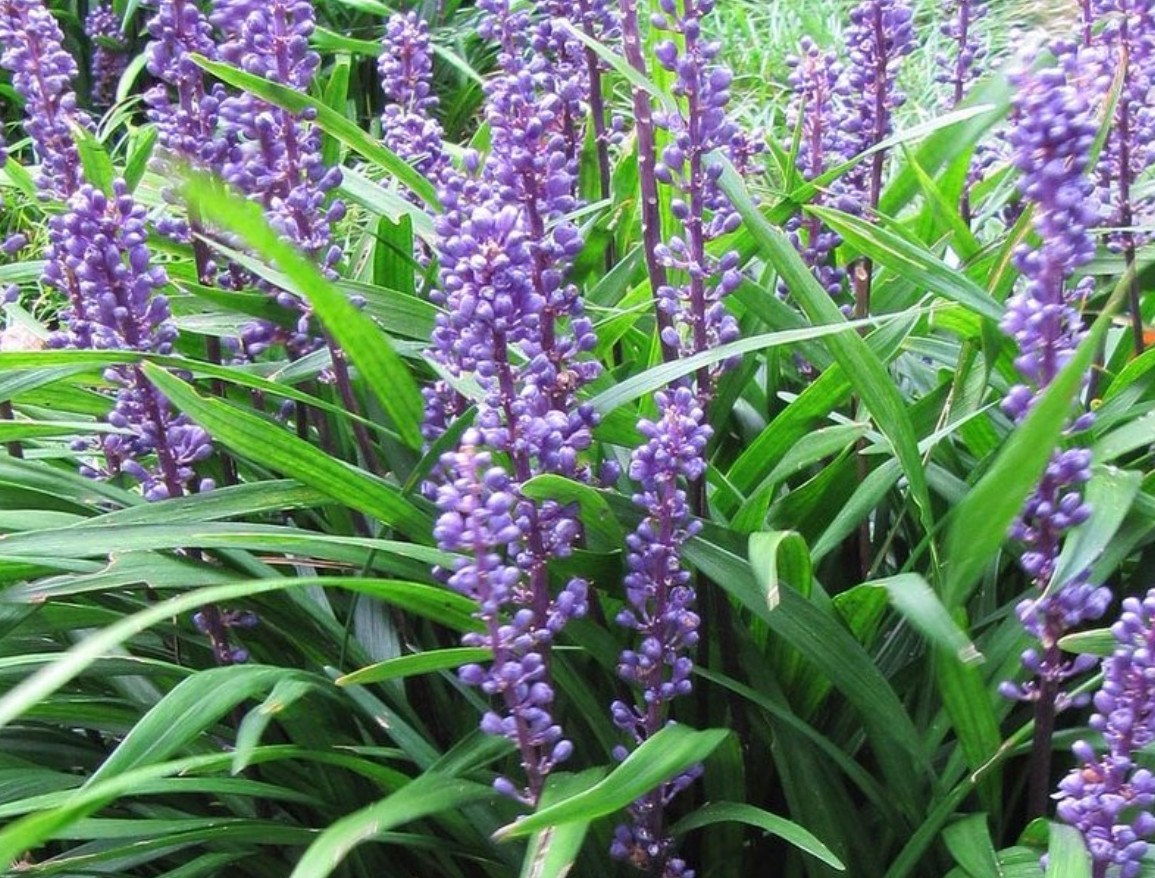 Liriope-Big-Blue Liriope Big Blue