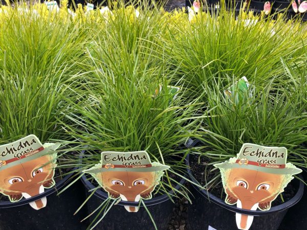 Lomandra Echidna Grass