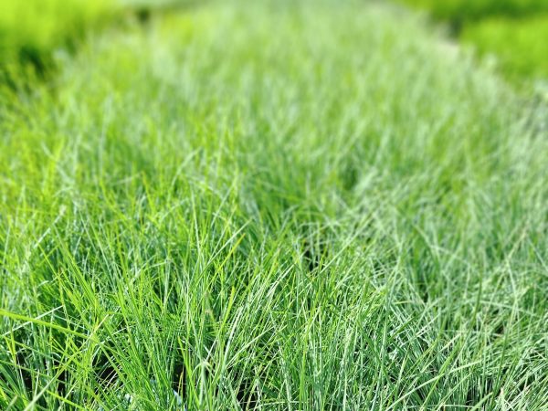 Lomandra Frosty Tops