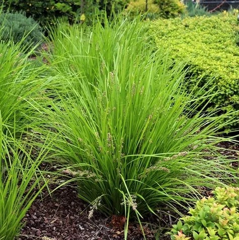Lomandra longifolia