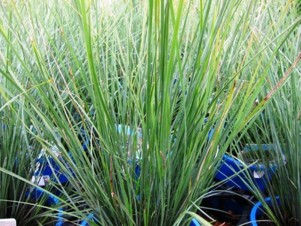 Lomandra Seascape