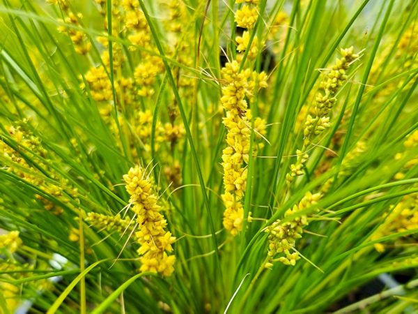 Lomandra Misty Green