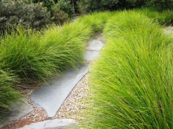 Lomandra