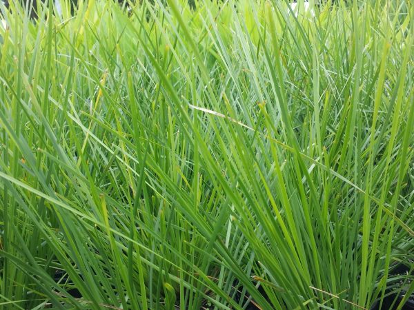 Lomandra Verday