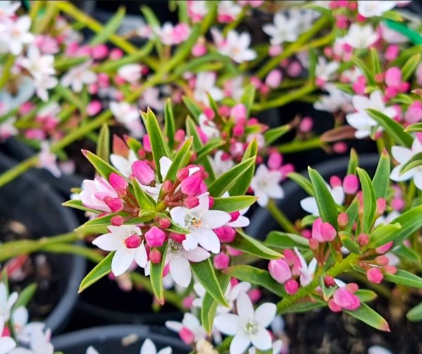 Long-Leaf-Wax-Flower-Winter-Rouge-Philotheca