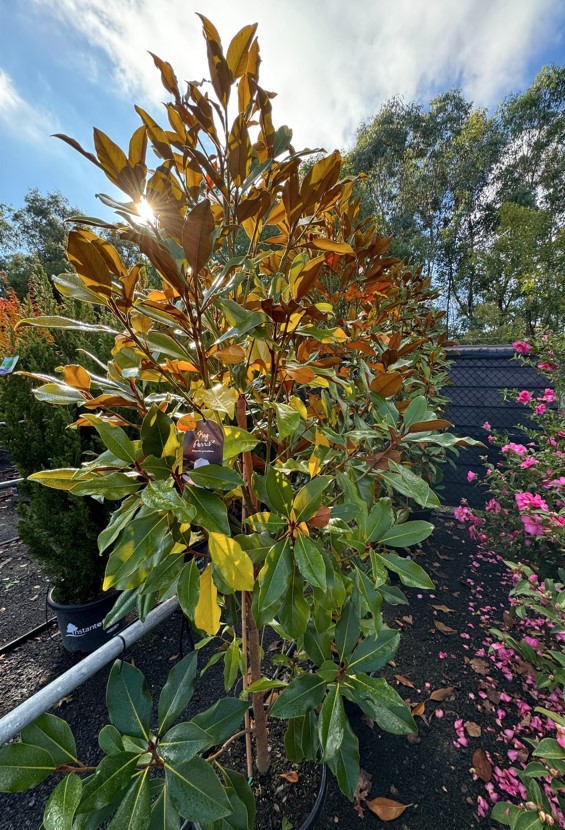 Magnolia grandiflora Kay Parris