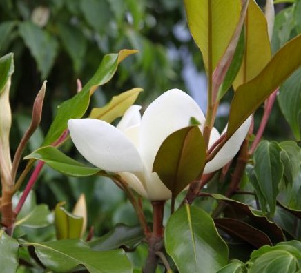 Magnolia Kay Parris