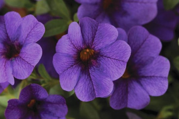 Calibrachoa hybrida Deep Blue