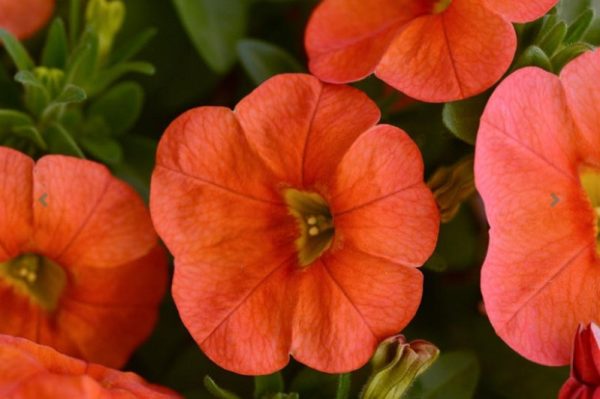 Calibrachoa hybrida Orange