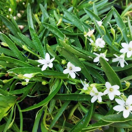 Myoporum parvifolium Broad Leaf Creeping Boobialla