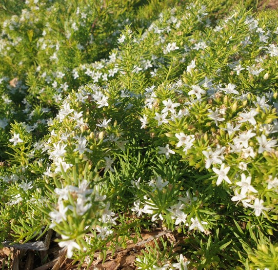 Creeping Boobialla Myoporum parvifolium