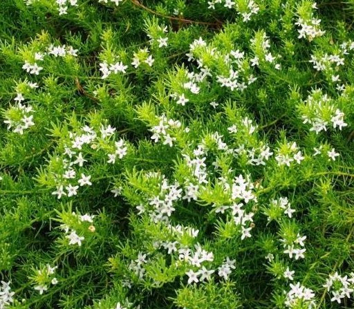 Myoporum parvifolium Fine Leaf Creeping Boobialla