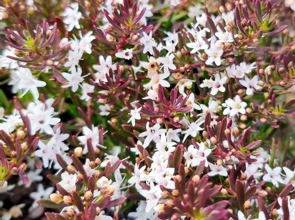 Myoporum parvifolium Purple Creeping Boobialla