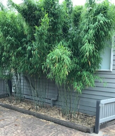 Nepalese Blue Bamboo Himalayacalamus porcatus