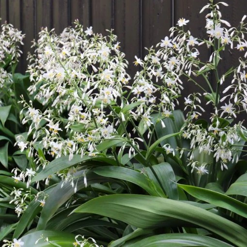New Zealand Rock Lily Matapouri Bay