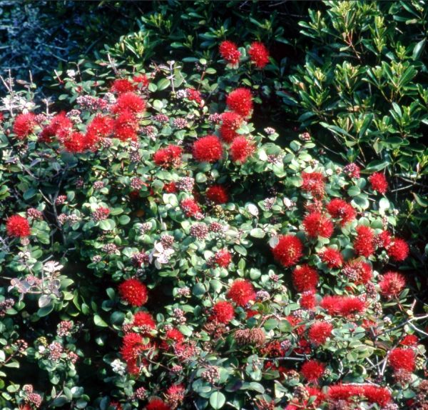Tahiti New Zealand Christmas Bush