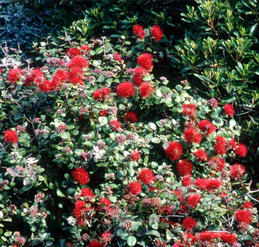Tahiti New Zealand Christmas Bush