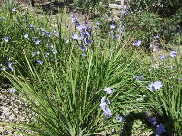 Orthrosanthus multiflorus morning iris