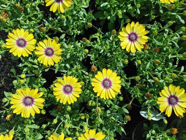 African Daisy Blue Eyed Beauty