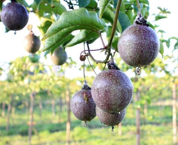 Passionfruit Vine