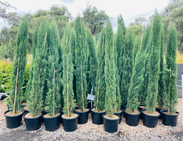 Pencil Pine Trees The Italian Cypress. Delivered!