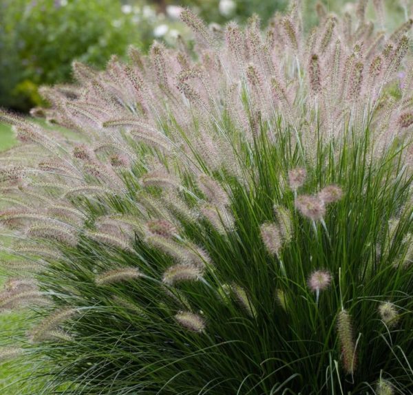 ennisetum alopecurioides Fountain Grass