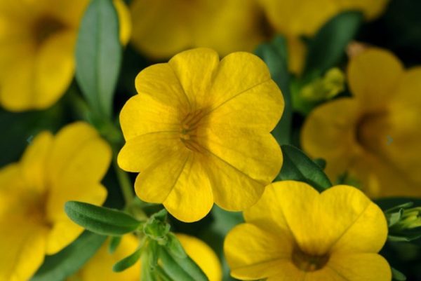 Calibrachoa hybrida Yellow