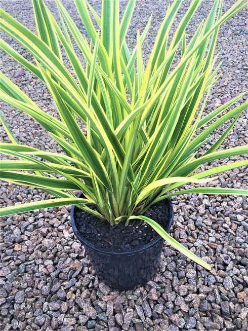 Phormium tenax Yellow WAve