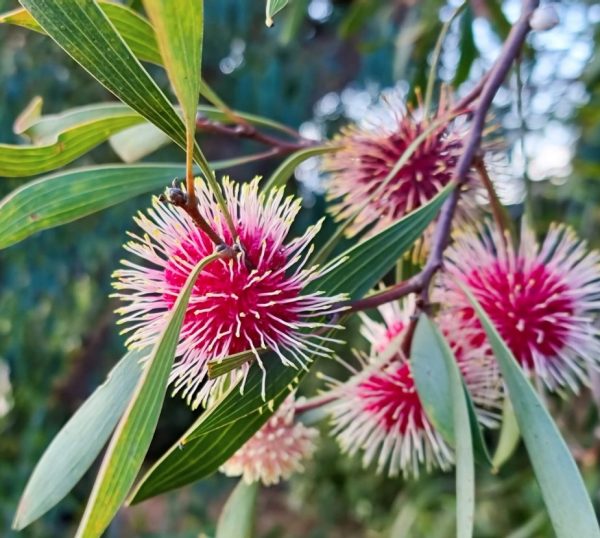 Hakea Laurina Pincushion Hakea