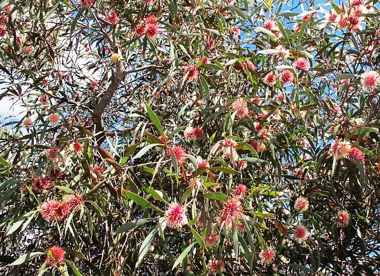 Pincushion Hakea