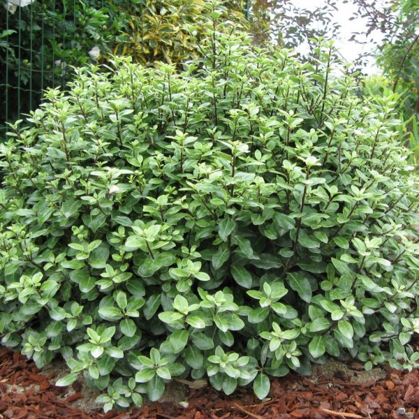 Pittosporum Golf Ball