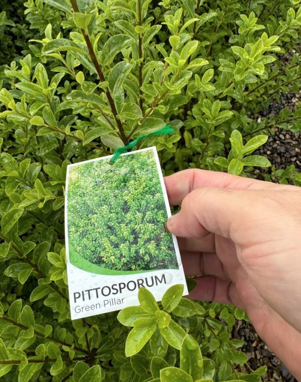 Green Pillar Pittosporum 25cm Label