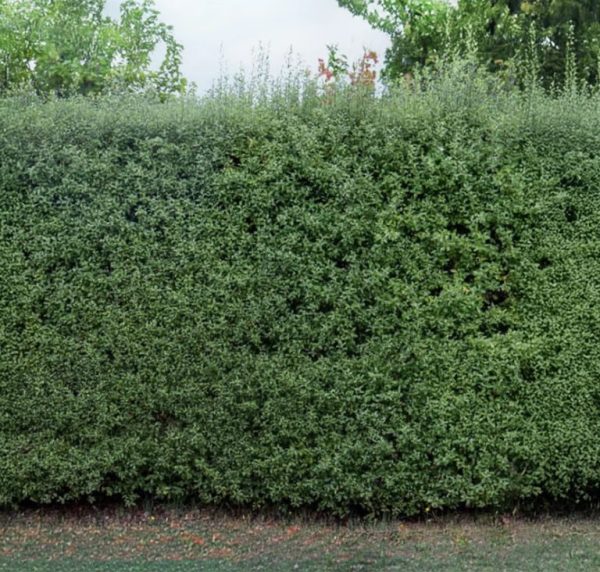 Light Airy Screening Tree