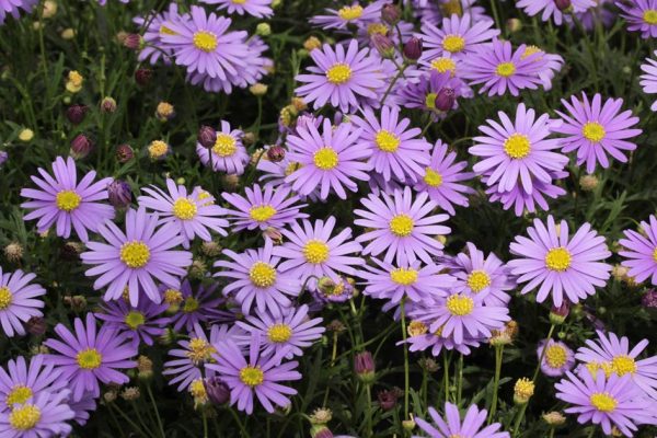 Cut Leaf Daisy