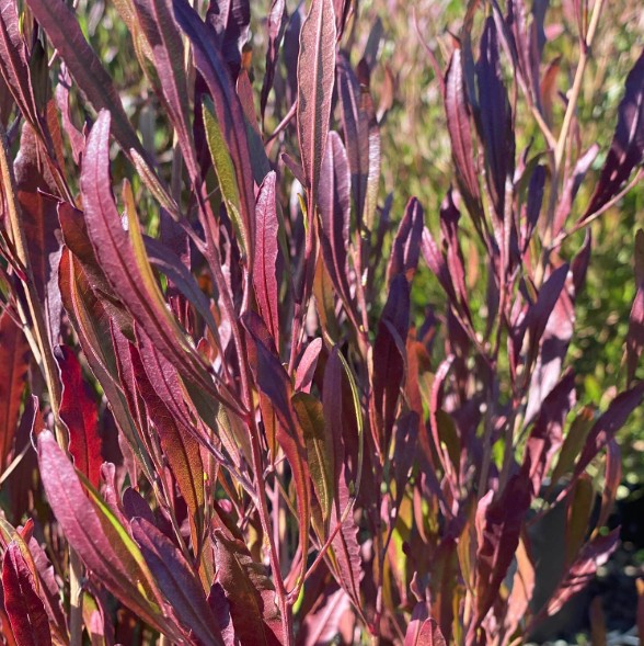 Purple Hop Bush