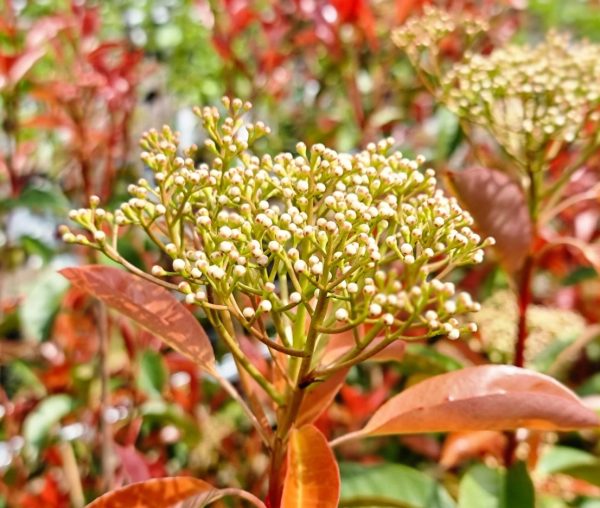 Red Leaved Photinia Robusta