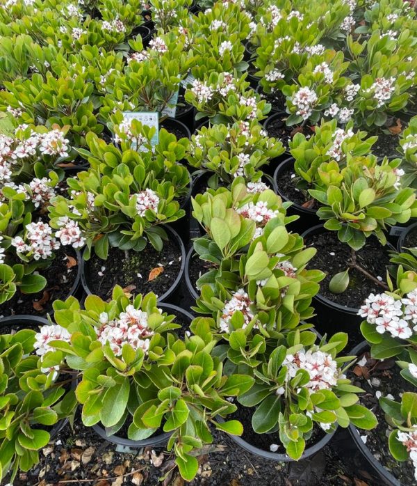 Indian Hawthorn Oriental Pearl