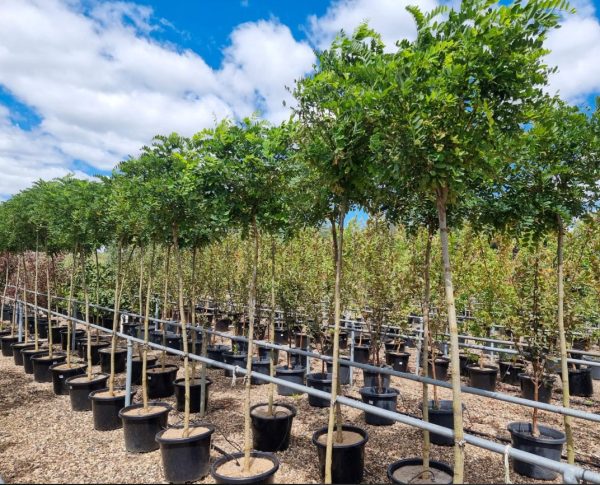 Robinia Mop Top