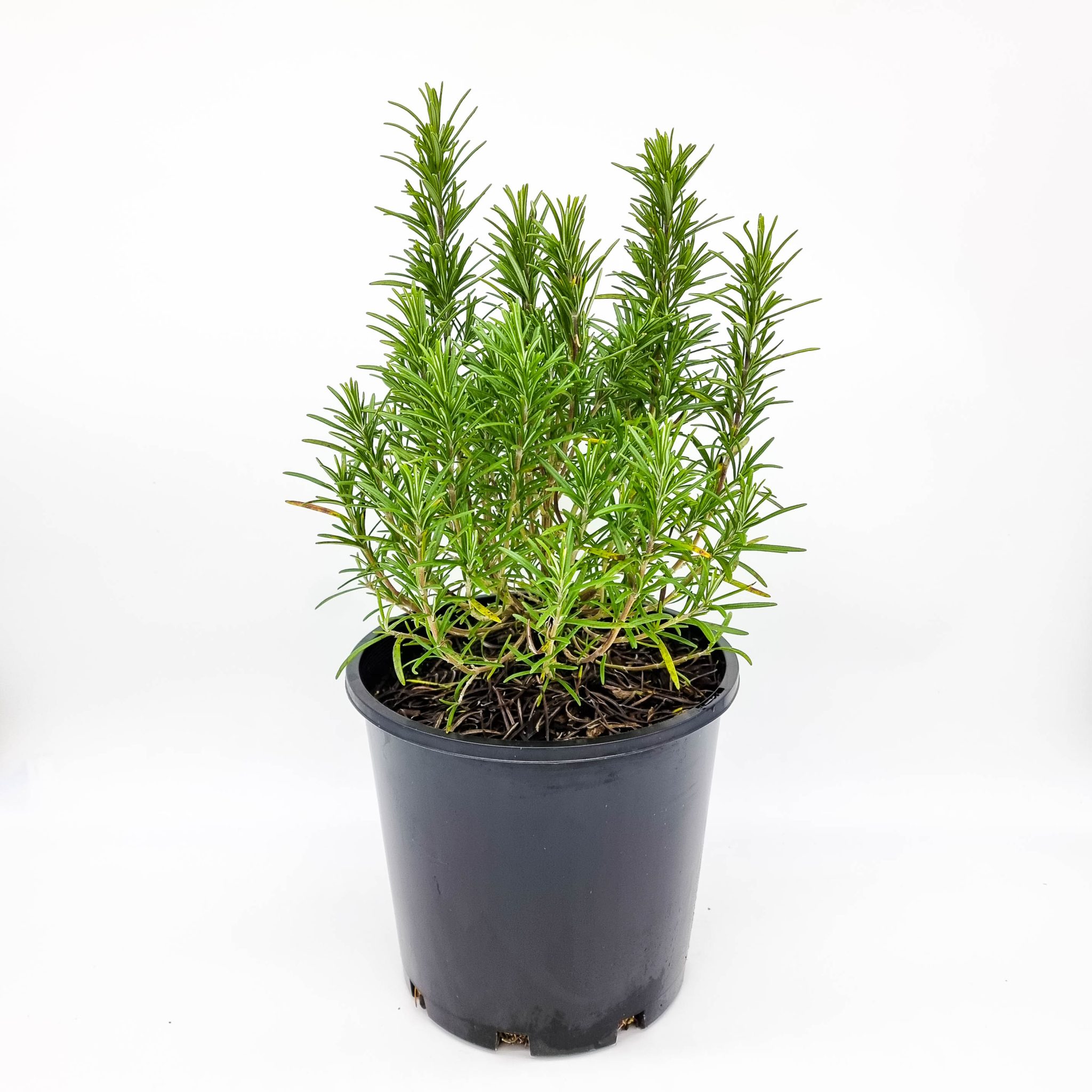 Rosemary Plants for Spaces